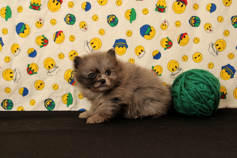 puppy, for, sale, Pomeranian, Matthew B. Stoltzfus, dog, breeder, Gap, PA, dog-breeder, puppy-for-sale, forsale, nearby, find, puppyfind, locator, puppylocator, aca